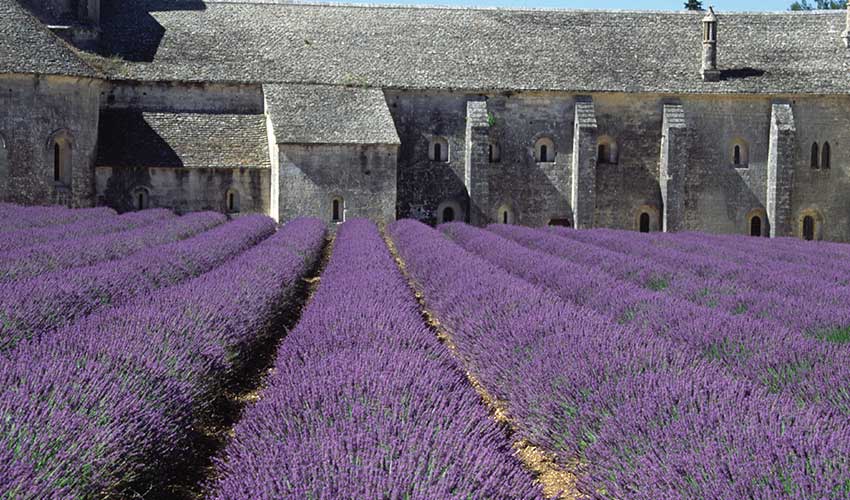 Lavender in Provence
